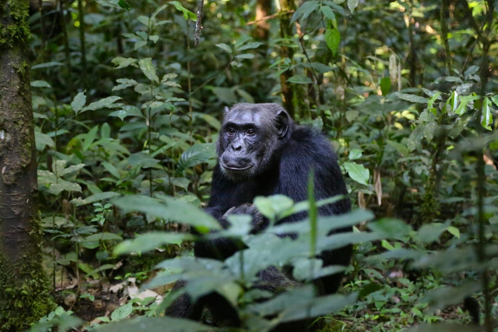 3-Day Chimpanzee Trekking Tour in Uganda’s Kibale Forest