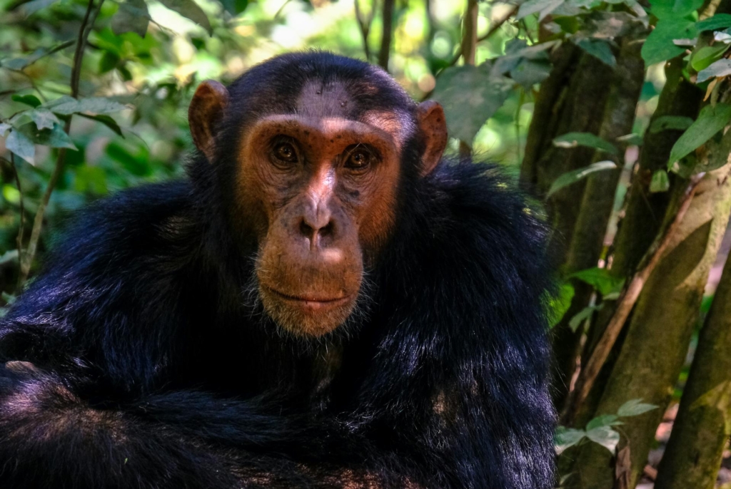 3-Day Chimpanzee Trekking Tour to Ngamba Island Sanctuary