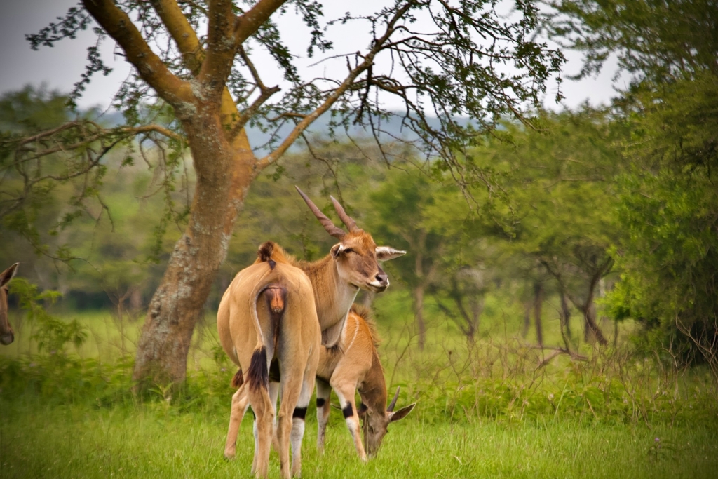 3-Day Wildlife Safari in Lake Mburo: Game Drives & Horseback