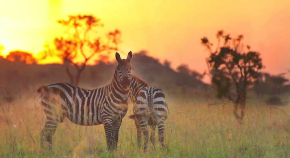 3-Day Fly-in Safari to Kidepo Valley: Uganda's Remote Wilderness