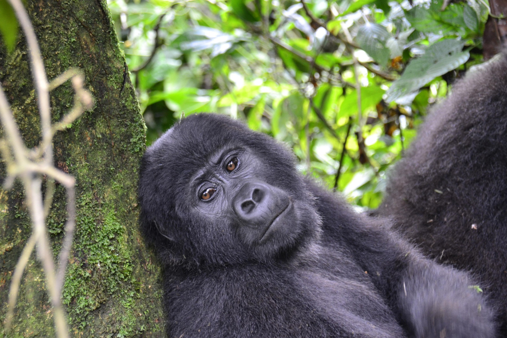 3-Day Kigali to Bwindi Tour Highlights