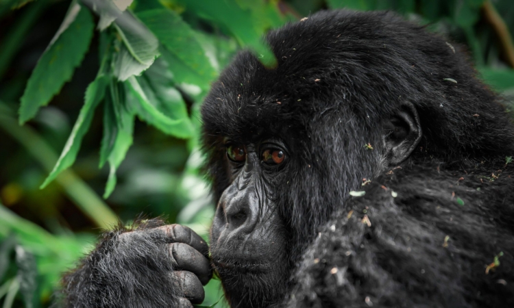 10 Days Best of Uganda Safari - Gorilla Tracking, Chimpanzee Trekking & Wildlife Viewing