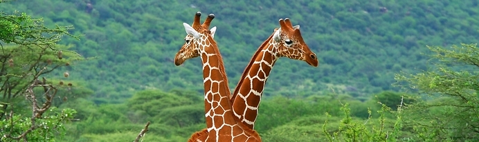 10 Days Best of Uganda Safari