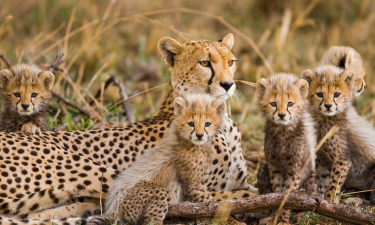 11 Days Uganda Gorilla Trekking & Tanzania Wildlife Safari