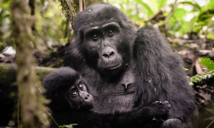 12 Days Gorilla Trekking & Mount Kilimanjaro Hiking Tour