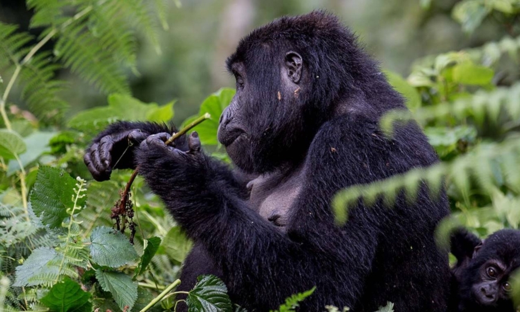 16 Days Ugandan Safari, Gorilla Trekking & Wildlife Tour
