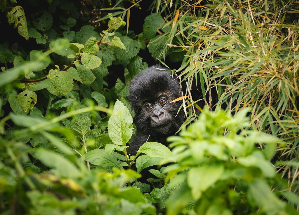 18-Day Uganda Safari Highlights