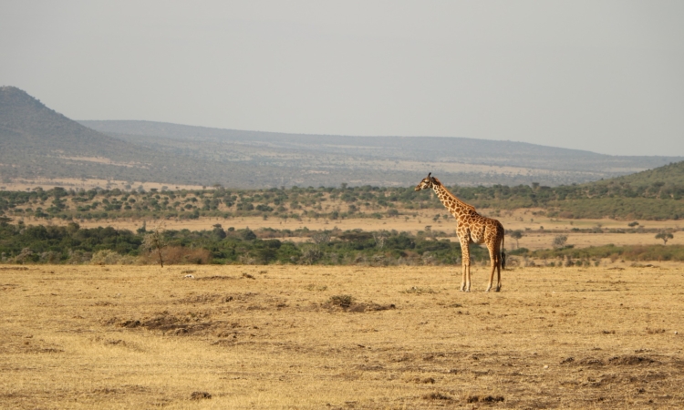 19 Days Best of East African Safari Wonders (Primates, Wildlife & Culture)