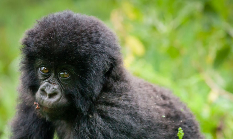 2 Days Kigali to Bwindi Gorilla Trekking Uganda via Rwanda