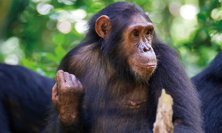 21 Days Long Uganda Safari - Gorilla, Chimps & Wildlife Tour