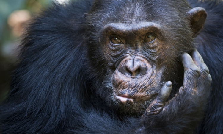 5 Days Uganda Primates Trekking Safari to Kibale & Bwindi