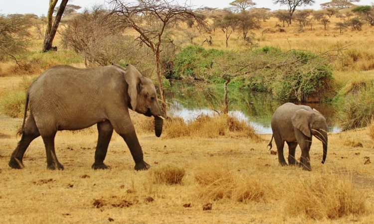 7 Days Bwindi Gorilla Trekking & Masai Mara Wildlife Safari