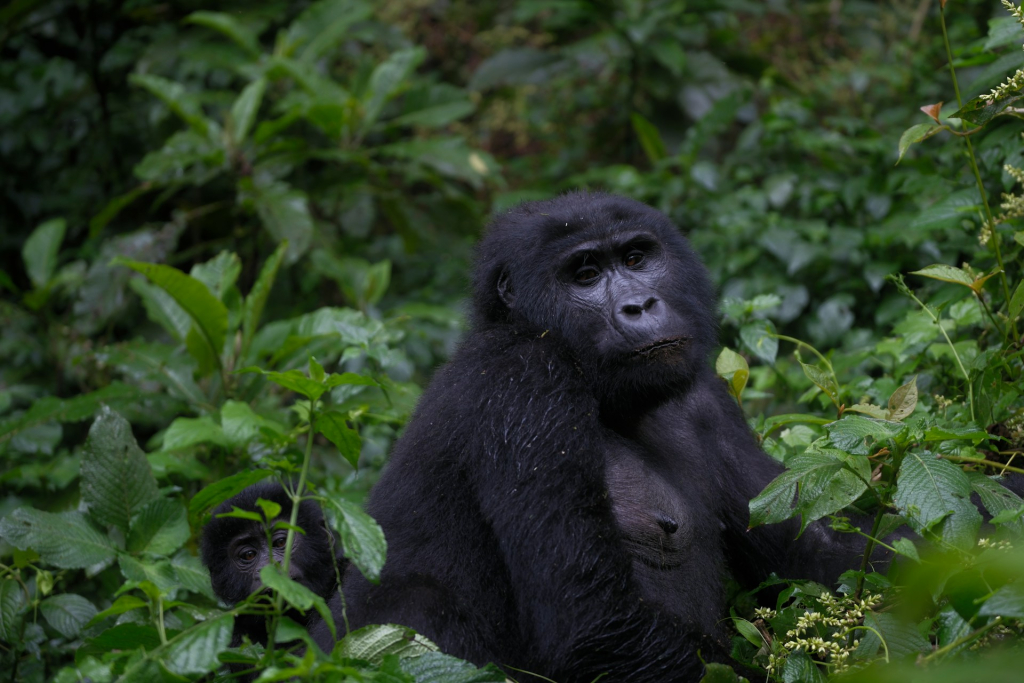3-Day Entebbe to Bwindi Gorilla Tour Highlights
