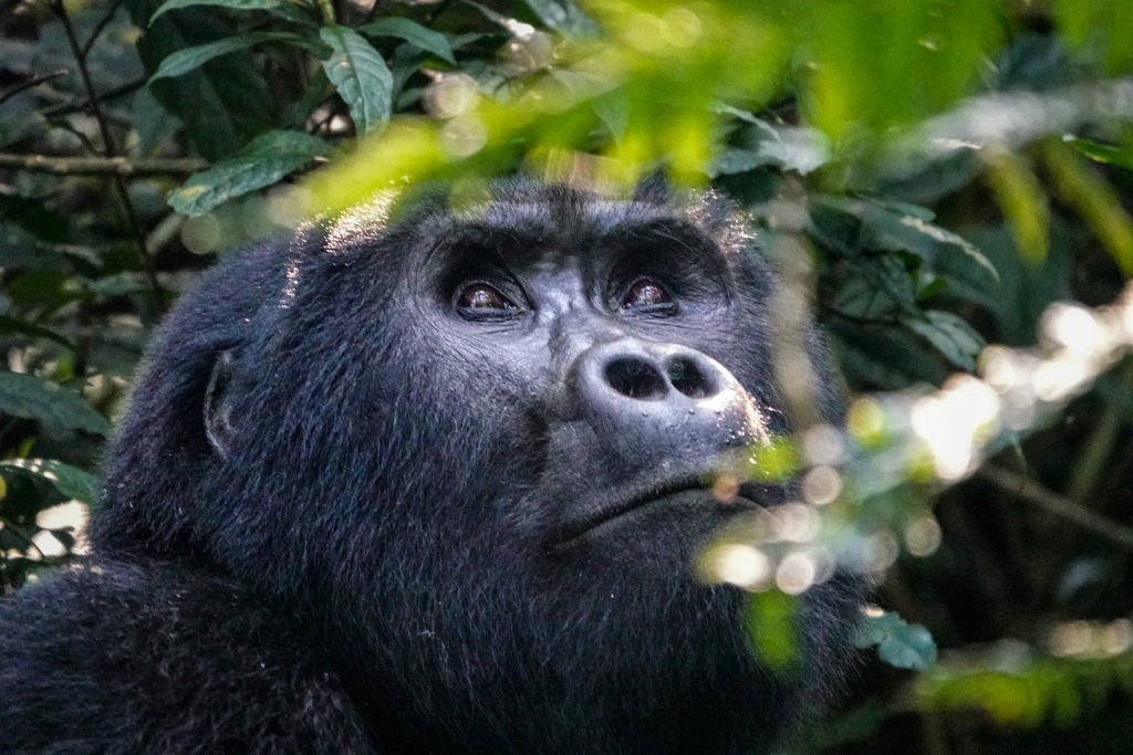 3-Day Gorilla Habituation Tour Highlights