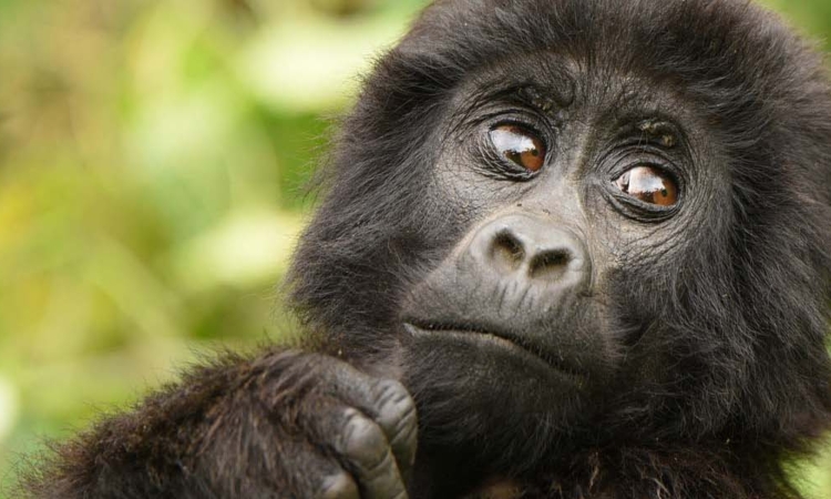 3 Days Uganda Gorilla Habituation Safari