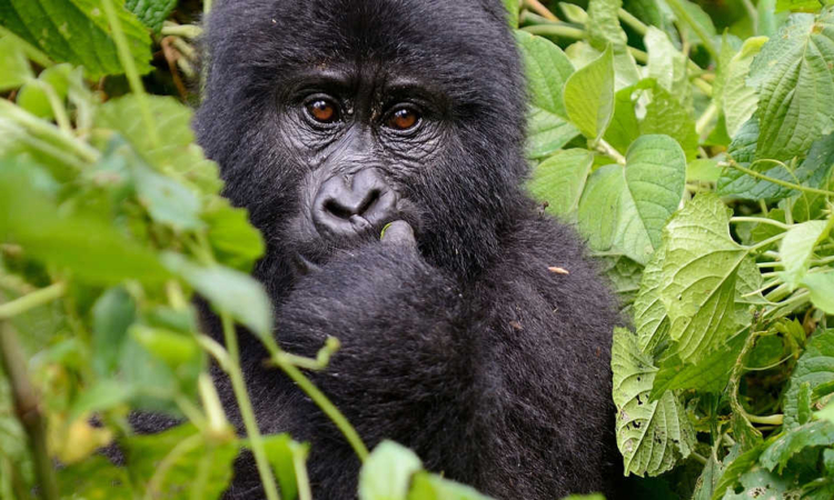 4 Days Double Gorilla Trekking Bwindi