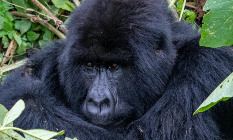 1-Day Rwanda Gorilla Trek - Experience Volcanoes National Park