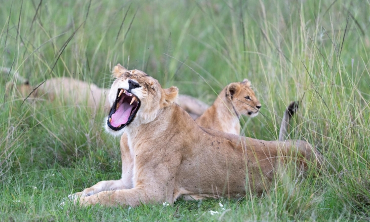 10-Day Rwanda Safari - Gorillas, Wildlife & Cultural Exploration