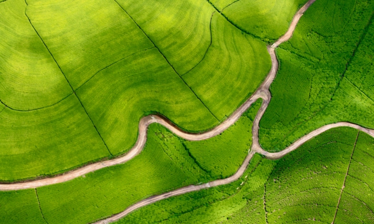 11-Day Rwanda Safari - Gorilla Trekking, Wildlife & Cultural Exploration