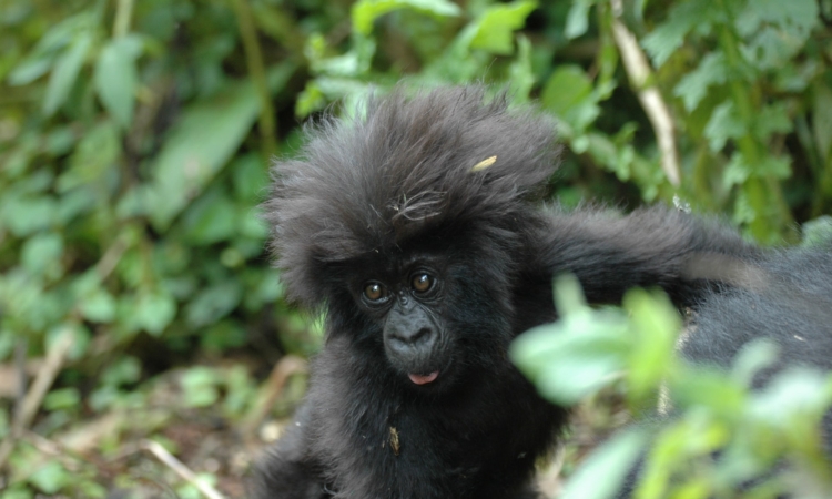 12 Days Rwanda Gorilla Trekking & Kilimanjaro Hiking Safari
