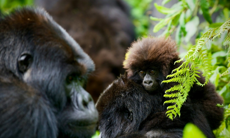 2-Day Rwanda Gorilla Trek - Experience Volcanoes National Park