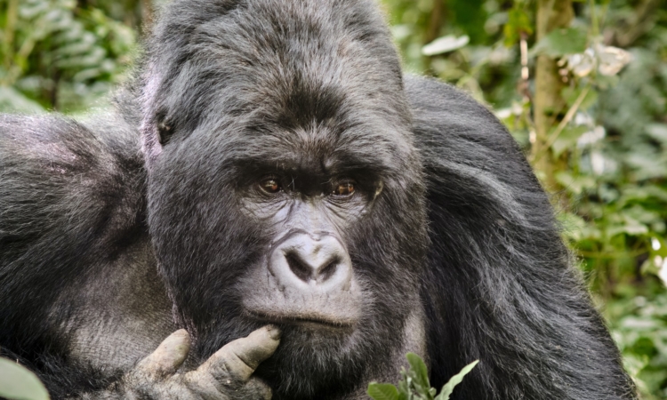 2 Days Express Gorilla Trekking in Virunga National Park