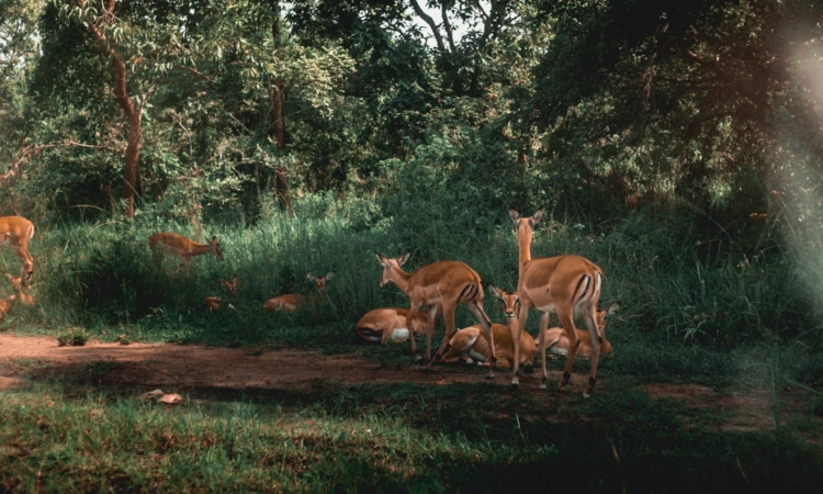 3-Day Akagera National Park Safari - Big Five Game Drives & Lake Ihema Safari