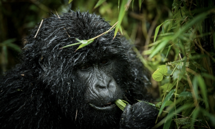 3-Day Budget-Friendly Gorilla Trekking Tour in Rwanda's Volcanoes National Park