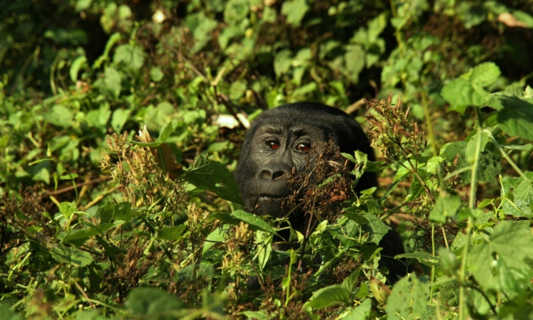 3-Day Double Gorilla Trekking in Rwanda's Volcanoes National Park