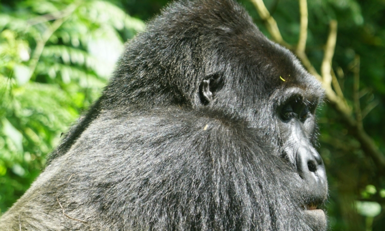3-Day Super Luxury Gorilla Tour in Rwanda - Exclusive Trekking Experience
