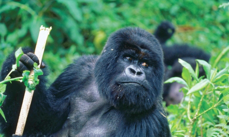 Gorilla Trekking in Bwindi - A Highlight not to Miss!