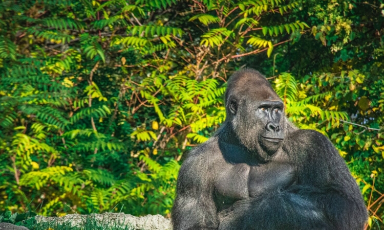 3 Days Lowland Gorilla Trekking in Kahuzi-Biega Park Congo