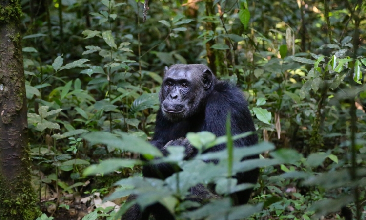 3 Days Lowland Gorillas & Chimpanzee Trekking Congo