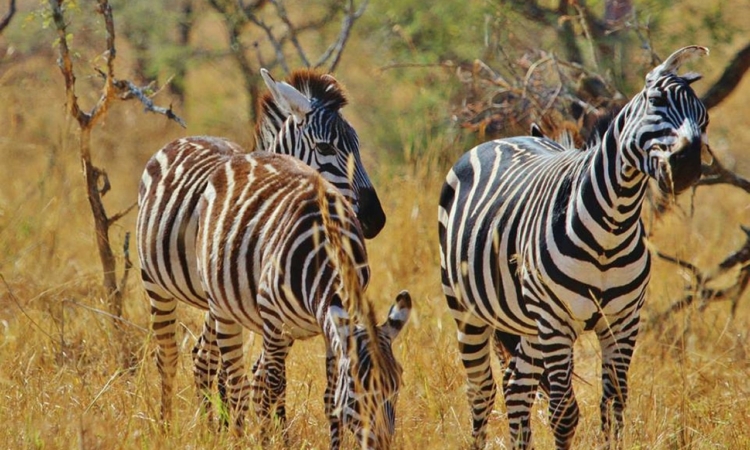 3 Days Serengeti National Park Safari