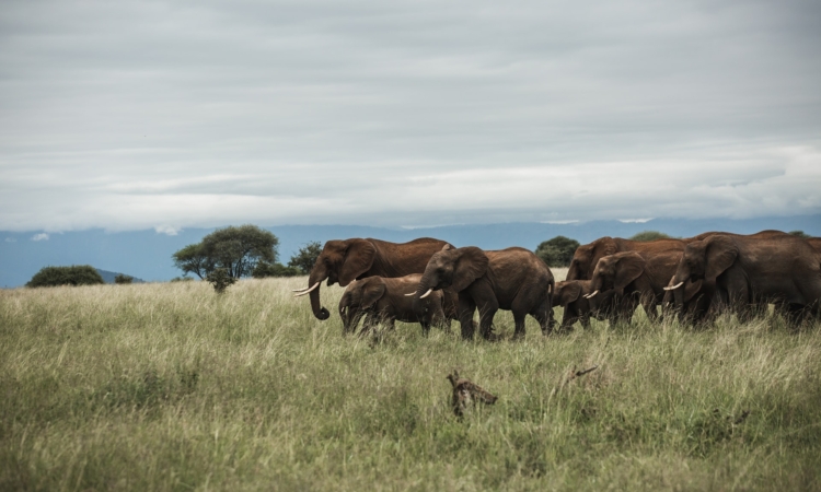 3 Days Tanzania Elephant Safari to Tarangire & Lake Manyara