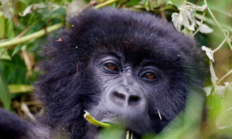 4-Day Rwanda Adventure - Gorilla Trekking in Volcanoes National Park & Lake Kivu Relaxation