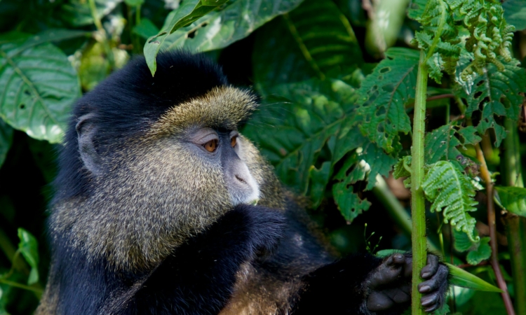 4-Day Rwanda Primates Tour - Gorilla Trekking, Golden Monkey Tracking & Dian Fossey Hike