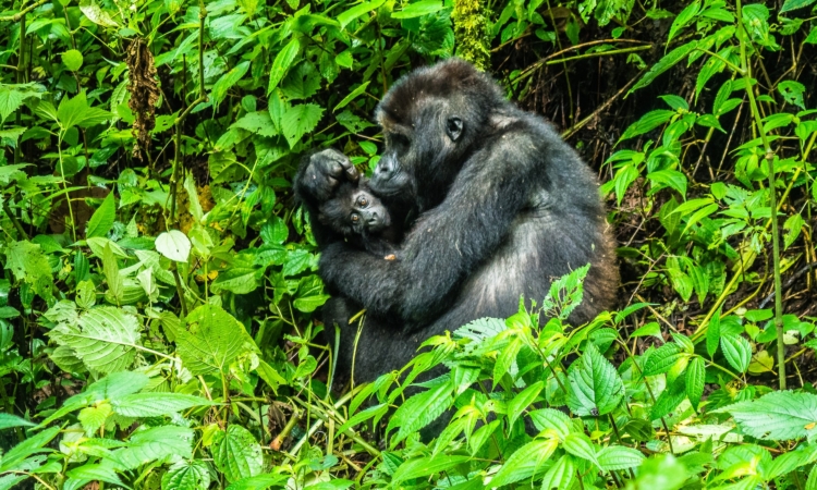 4 Days Congo Lowland Gorilla Trek & Nyiragongo Hiking Tour
