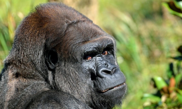 4 Days Lowland Gorillas & Mountain Gorilla Trekking Safari