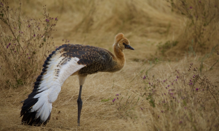 4 Days Tanzania Birding Safari in Serengeti National Park