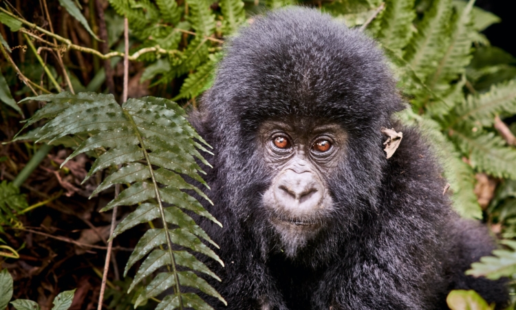 4 Days Virunga Double Gorilla Trekking Safari in DR Congo