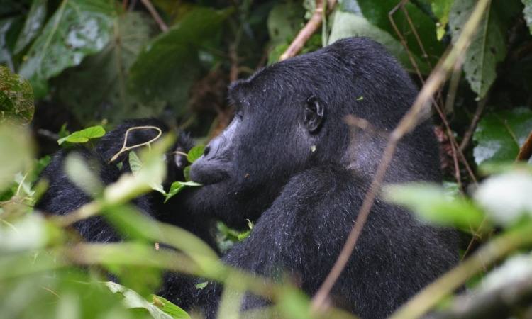 5-Day Rwanda Gorilla Tour - Triple Trekking Experience in Volcanoes National Park