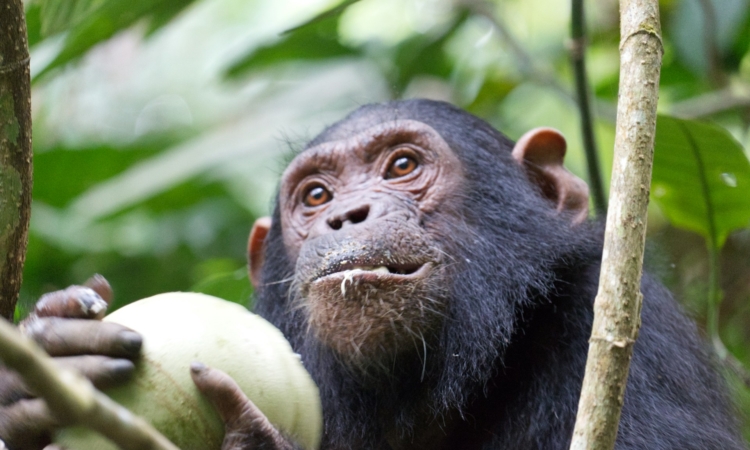 5-Day Rwanda Primate Tour - Chimp Trekking & Gorilla Trekking