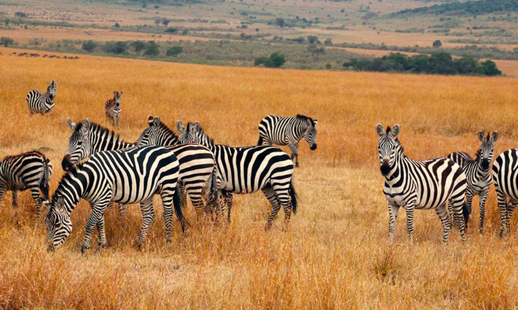 5 Days Serengeti & Ngorongoro Crater Safari
