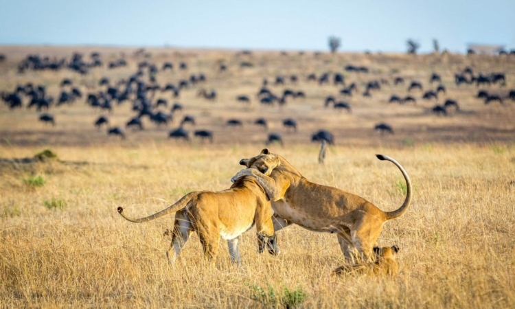 6 Days Rwanda Gorilla Trekking & Masai Mara Wildlife Safari