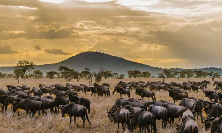 6 Days Rwanda Gorilla Trekking & Serengeti Wildlife Safari