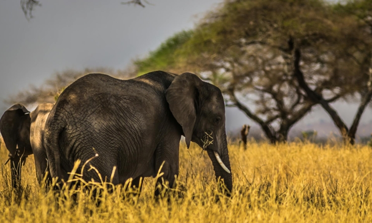 7-Day Rwanda Safari - Gorilla Trekking, Wildlife & Cultural Exploration