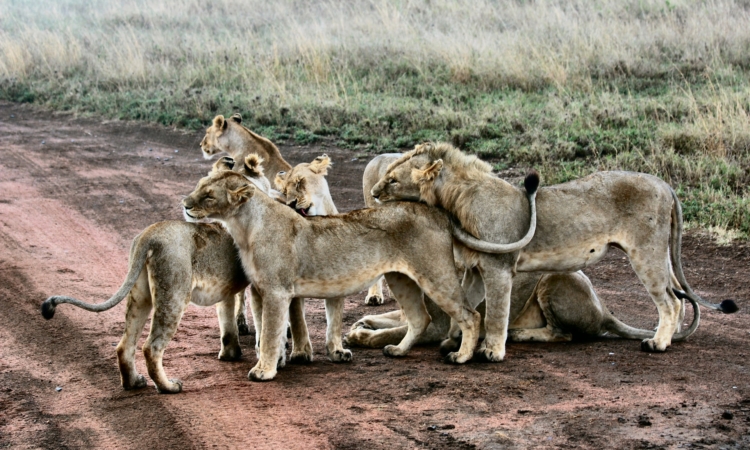 7 Days Tanzania Family Safaris & Holiday Tours Package