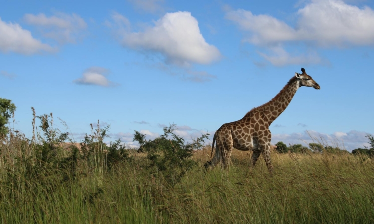 8-Day Rwanda Safari - Gorillas, Wildlife & Cultural Exploration