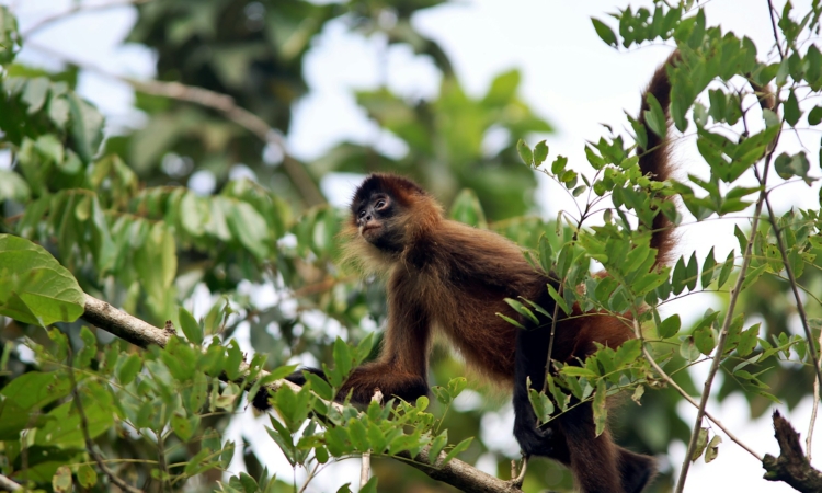 9-Day Rwanda Safari - Gorillas, Wildlife & Cultural Adventure